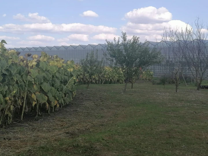 Тепличный комплекс "Калининский", Краснодарский край, ст-ца Калининская